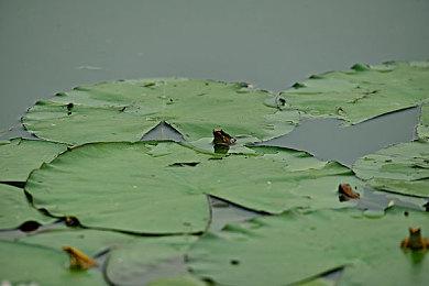 Fami通新一周销量榜 《真女神转生5》登顶